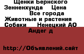 Щенки Бернского Зенненхунда  › Цена ­ 40 000 - Все города Животные и растения » Собаки   . Ненецкий АО,Андег д.